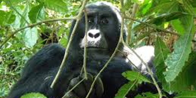 4 days gorilla tracking safari in bwindi/ uganda - Photo 2