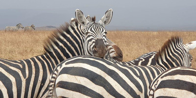 6 days tanzania private safari - Photo 14