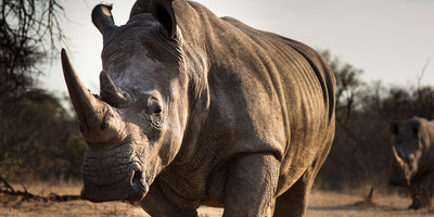 3 day flying package to samburu national reserve - Photo 4