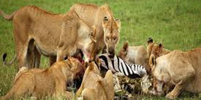 5 days safari holiday packages kenya l kenya lodge safaris - Photo 2
