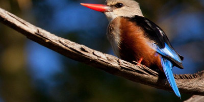 15 days birding safari - Photo 1