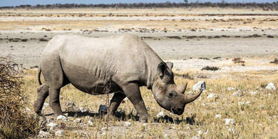 5 days living among the lions of serengeti-by sassabi expeditions - Photo 3