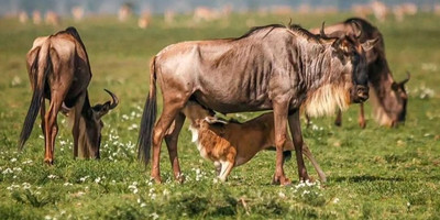 5 days ndutu migration safari – calving season 2026 - Photo 3