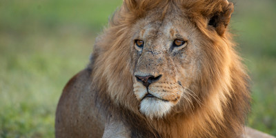 7 days luxury safari - Photo 4