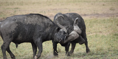 4-day amboseli, tsavo west & tsavo east safari adventure - Photo 2