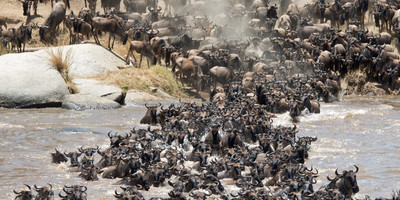 5 days tanzania private game drive safaris - Photo 5