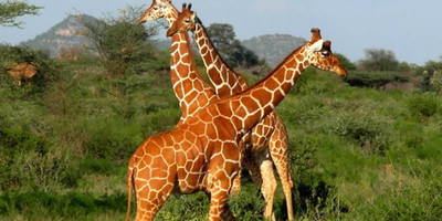 3 days samburu budget camping tour safari - Photo 5
