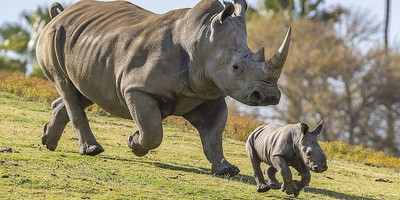3 DAYS OLPEJETA CONSERVANCY - Photo 6