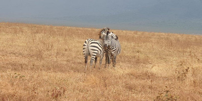 6 days tanzania private safari - Photo 16