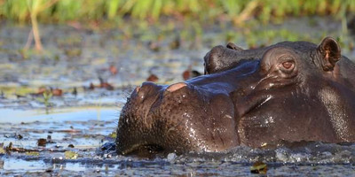 Ultimate 5-day masai mara, lake nakuru & aberdares safari - Photo 3