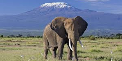 5- day amboseli/nakuru/maasai mara - Photo 2