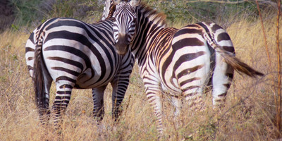 4-day amboseli, tsavo west & tsavo east safari adventure - Photo 4
