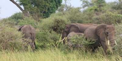 7 days murchison falls & source of the nile breathtaking adventure - Photo 6