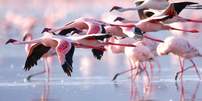 4-day masai mara-lake nakuru exploration - Photo 1