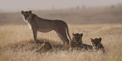 Tarangire,serengeti & ngorongoro crater | 4 day - Photo 1