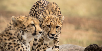 Masai Mara Wildlife Safari Kenya - Photo 1
