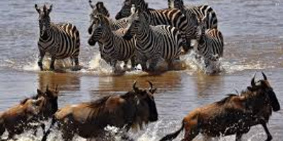 6 days masai mara lake nakuru camping safari - Photo 4