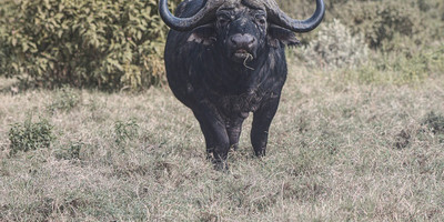 6 days breathtaking safari in uganda - Photo 7