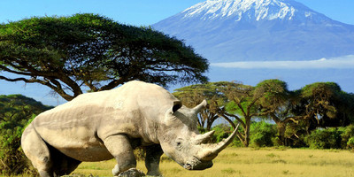 3 DAYS AMBOSELI DAILY DEPARTURES - Photo 10