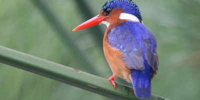 20 days birding trip around uganda - Photo 2