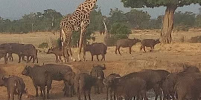 2day mikumi safari offer - Photo 2