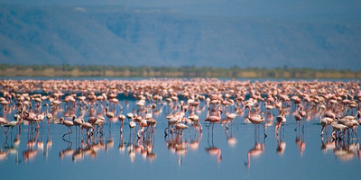 Camping safari to manyara, serengeti and ngorongoro. - Photo 2