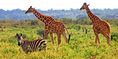 7 days kenya budget safari - Photo 1