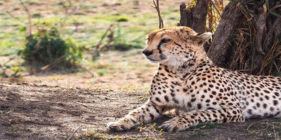 Serengeti tanzania safari package - Photo 3