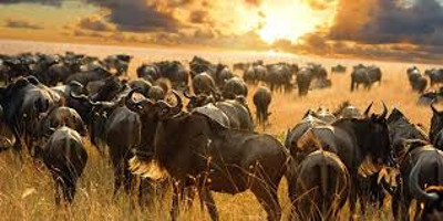 5 days kenya camping safari package - Photo 1