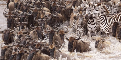 3 days masai mara daily departures - Photo 3
