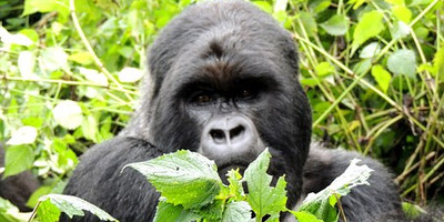 3 days gorilla trekking in bwindi national park - Photo 5