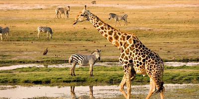Explore africa from the victoria falls - Photo 2