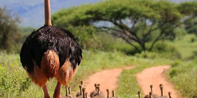 3 days tanzania safari serengeti national park and ngorongoro crater - Photo 1
