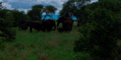  two 2 days mid-range tarangire, ngorongoro crater - Photo 2