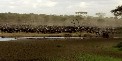6 days great migration safari - Photo 1