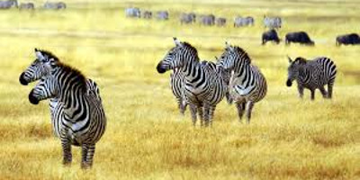 6 days serengeti wildebeest migration holiday safari tours - Photo 3