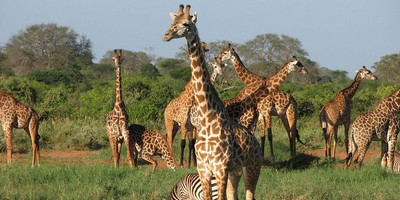 5 days, tsavo east, tsavo west & amboseli safari - Photo 3