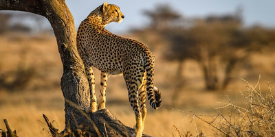 3-day tanzania camping safari - Photo 6