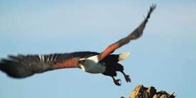 A 24 days birding and wildlife safari to uganda - Photo 9