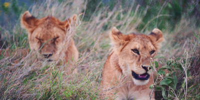 4 days serengeti national park & ngorongoro crater - Photo 3