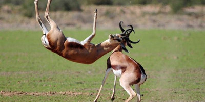 4 days - masai mara and lake nakuru - Photo 4