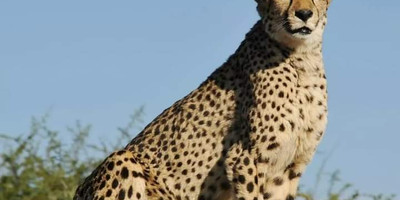 Discover kenya’s wild side: 5-day samburu, ol pejeta & aberdares tour - Photo 7