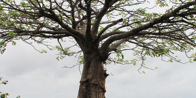 Roots - Photo 12