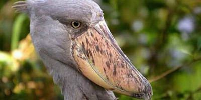 20 days birding trip around uganda - Photo 1