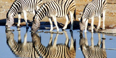 5 days tanzania share group safari tour - Photo 2