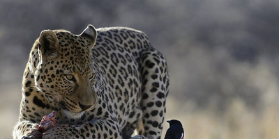 Tanzania bush to beach safari adventure - Photo 5