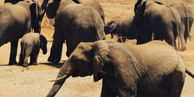 7-day uganda adventure safari - midrange lodges - Photo 1