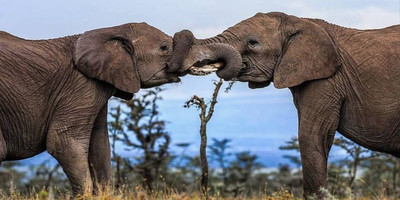 9 days kenya luxury family holiday - Photo 4
