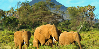 7 DAYS KENYA SAFARIS - Photo 2
