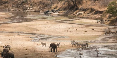 3 days affordable shared safari from zanzibar - Photo 5